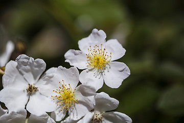 Image showing White wild roses 