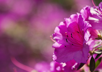 Image showing Azalea flowers