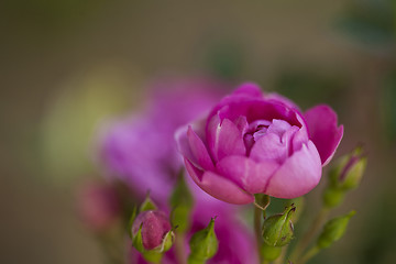 Image showing Pink rose