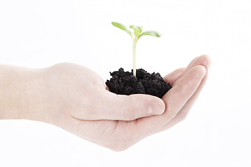 Image showing Sprout in hands