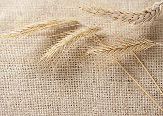 Image showing Wheat ears border on burlap background