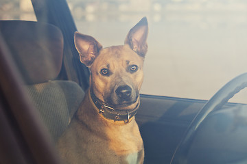 Image showing Dog in the car