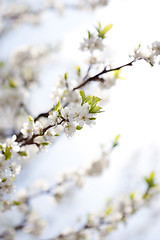 Image showing Blossom in spring 