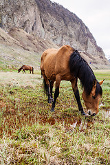 Image showing Horses in the mountains