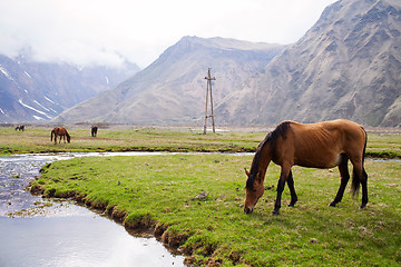 Image showing Horses in the mountains