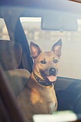 Image showing Dog in the car