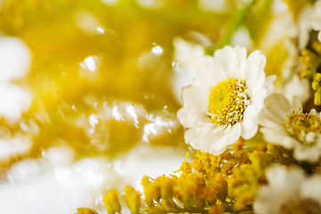 Image showing Camomile