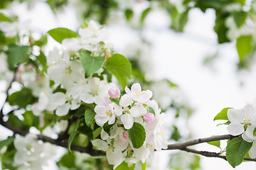 Image showing Apple flowers