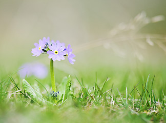 Image showing Spring flower