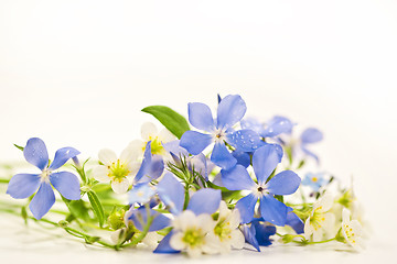 Image showing Spring flowers