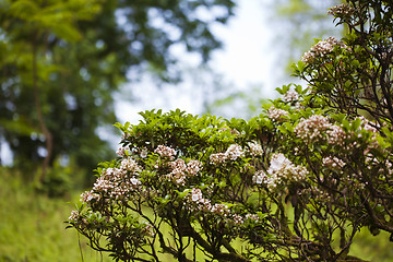 Image showing Pink blooming bush