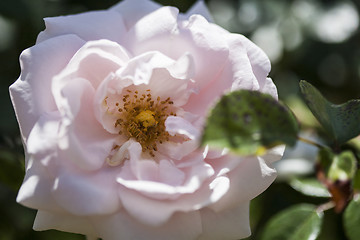 Image showing Pink rose