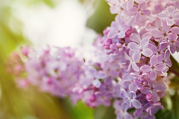 Image showing Lilac flowers