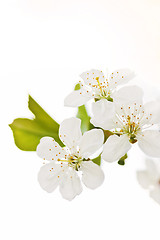 Image showing Cherry blossoms 