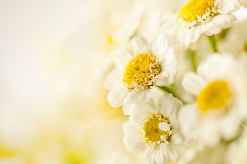 Image showing Beautiful daisies background