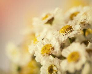 Image showing Camomile