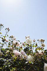 Image showing Pink roses