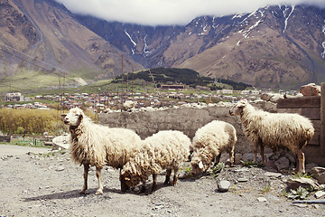 Image showing Sheep in the village