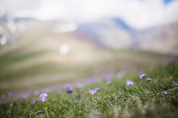 Image showing Spring flower