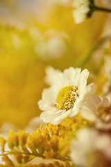 Image showing Camomile