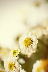 Image showing Camomile