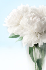 Image showing Beautiful peony flowers 