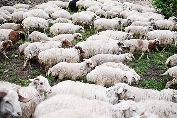 Image showing Herd of sheep