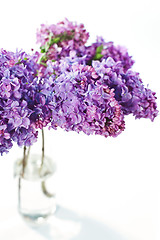 Image showing Lilac