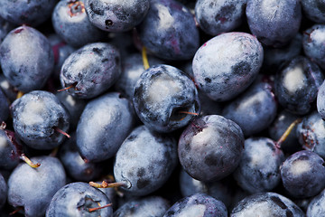 Image showing Blueberry