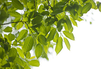 Image showing Green leaves