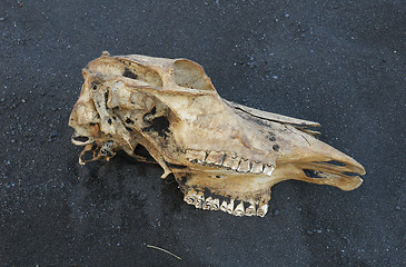 Image showing Skull