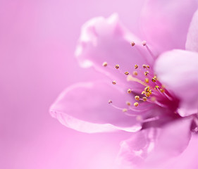 Image showing Blossom in spring 