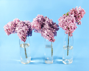 Image showing Bouquet of violet lilac