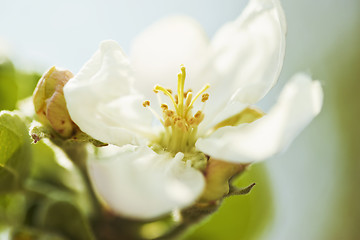 Image showing Apple blossoms