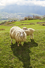 Image showing Sheep in the mountains