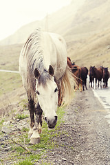 Image showing Horses on a road