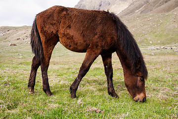 Image showing Horses in the mountains