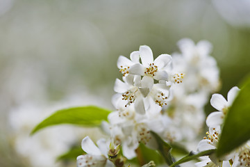 Image showing Jasmine flowers 