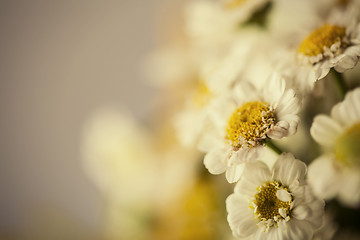 Image showing Camomile