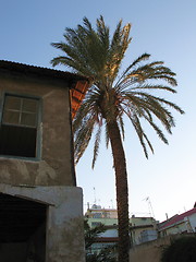 Image showing Palm tree house. Nicosia. Cyprus