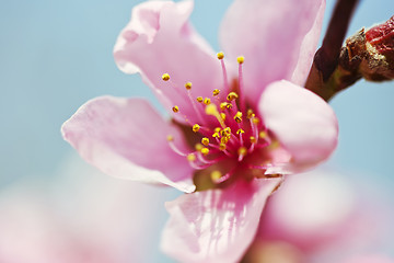 Image showing Pink blossoms