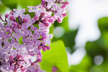 Image showing Lilac flowers