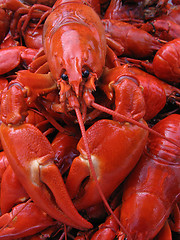 Image showing Crayfish, Pacifastacus Leniusculus