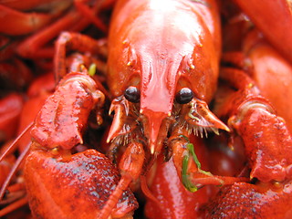 Image showing Crayfish, Pacifastacus Leniusculus