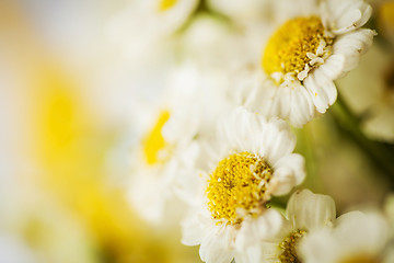 Image showing Camomile