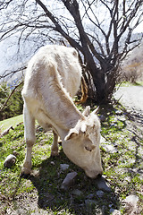 Image showing White cow