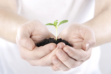 Image showing Sprout in hands