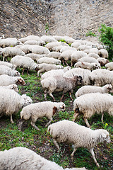 Image showing Herd of sheep