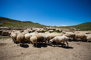 Image showing Herd of sheep