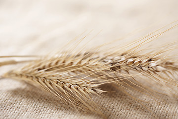 Image showing Wheat